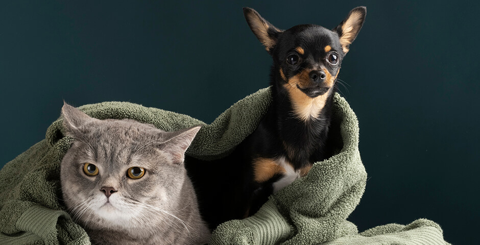 В Ленобласти чипировать домашних собак и кошек будут бесплатно