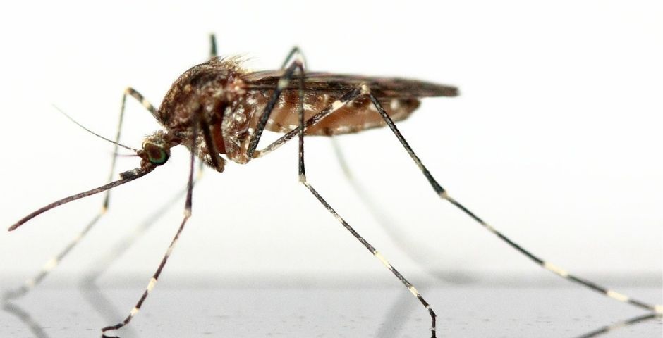 Россиян предупредили о комарах, которые разносят лихорадку Западного Нила