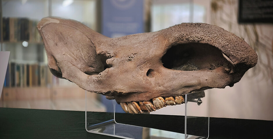 Музей Калининграда получил уникальный череп шерстистого носорога, вымершего более 10 тыс. лет назад