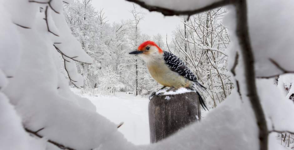 Эксперт: площадь снежного покрова в России увеличится до 92%