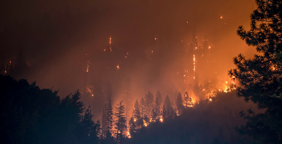 За год в России произошло более 12,5 тыс. лесных пожаров
