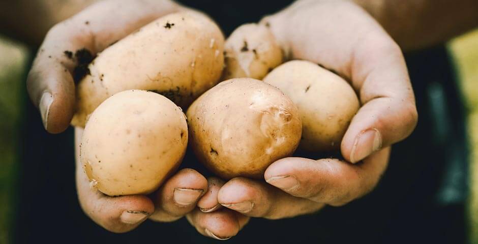 Аграрии Вологодской области отчитались о сборе картофеля