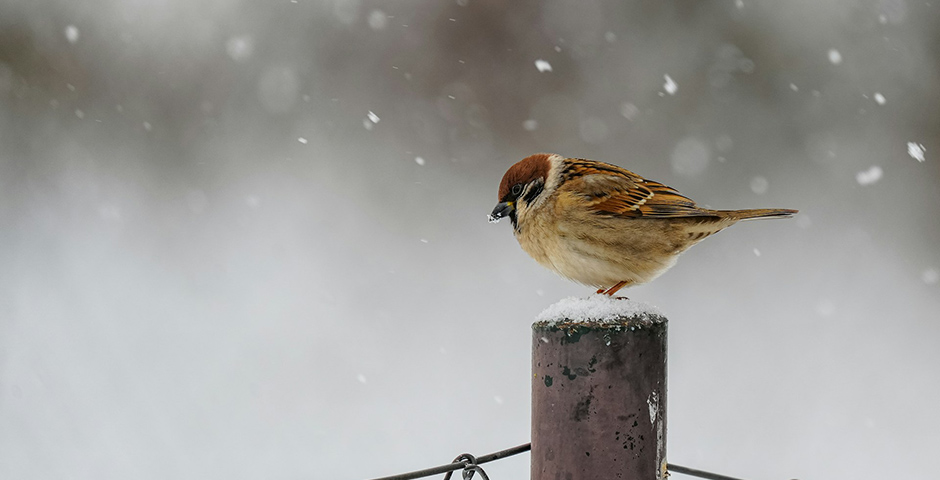 Картина недели: 20 — 27 февраля