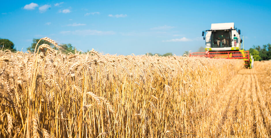 Калининградская область планирует собрать 590 тыс. тонн зерна