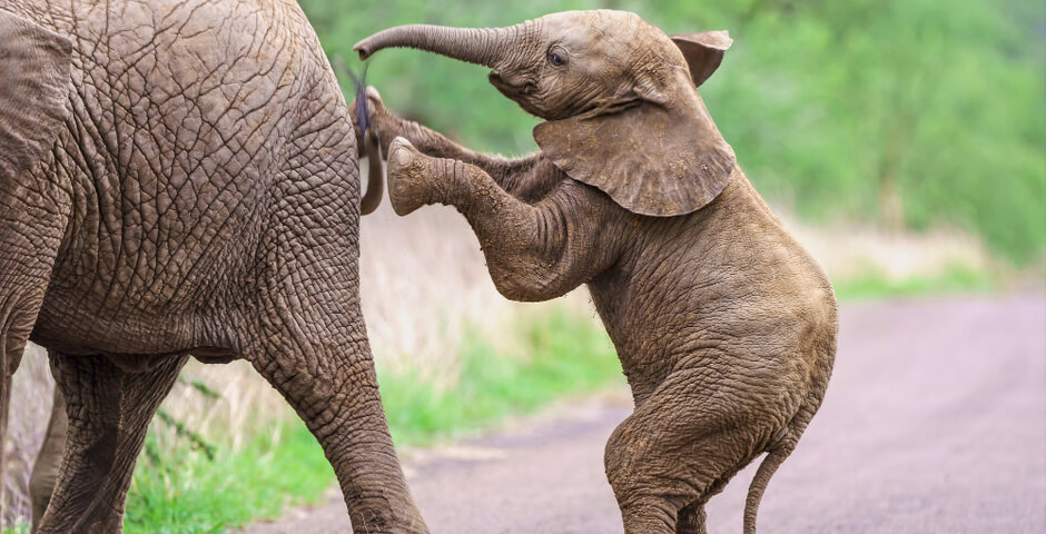 Петербургский парламент обсудит новый вольер для слона