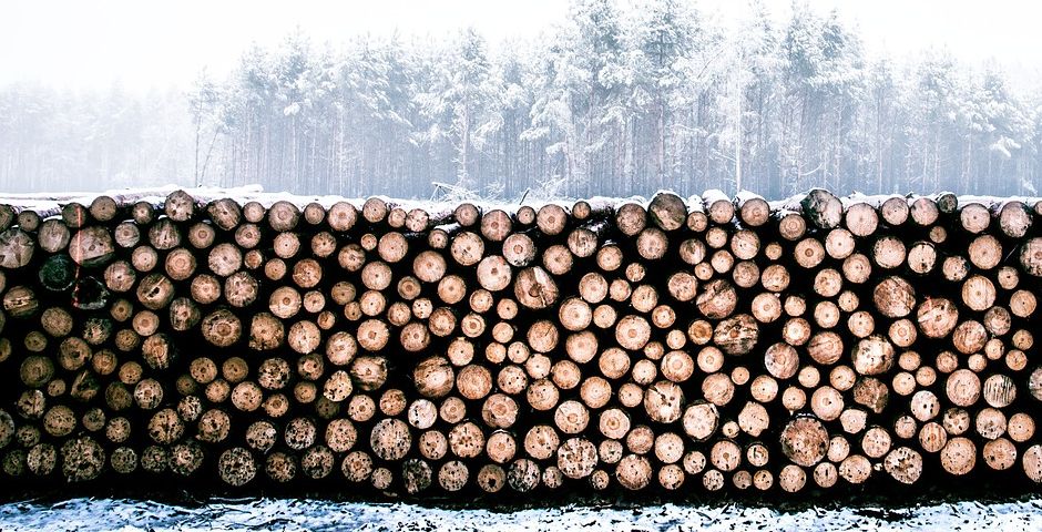 Петербургская товарно-сырьевая биржа начала торговать лесом на экспорт