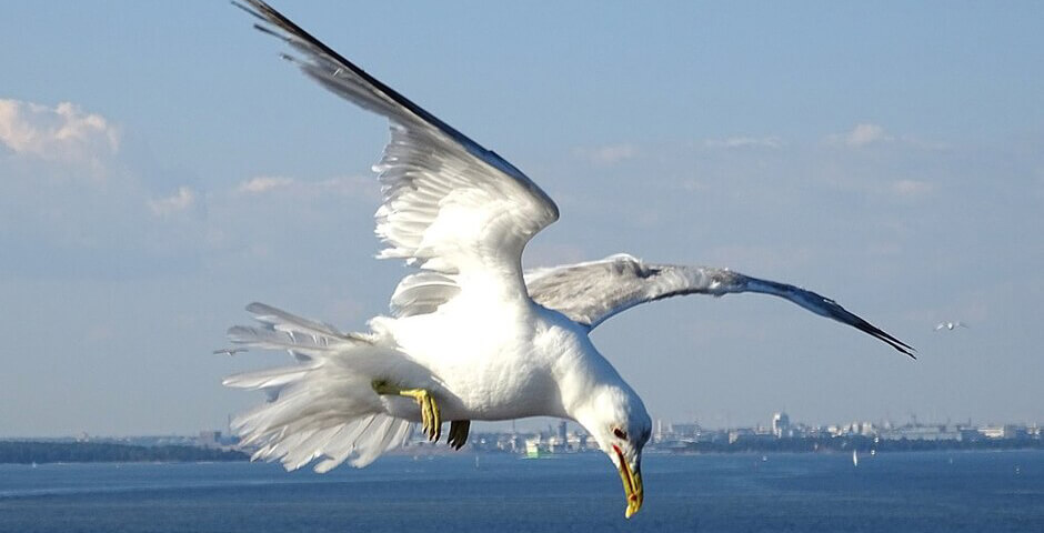 Окольцованную в Мурманске 34 года назад чайку встретили в Нидерландах