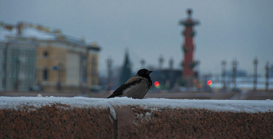 Картина недели: 24 октября — 1 ноября