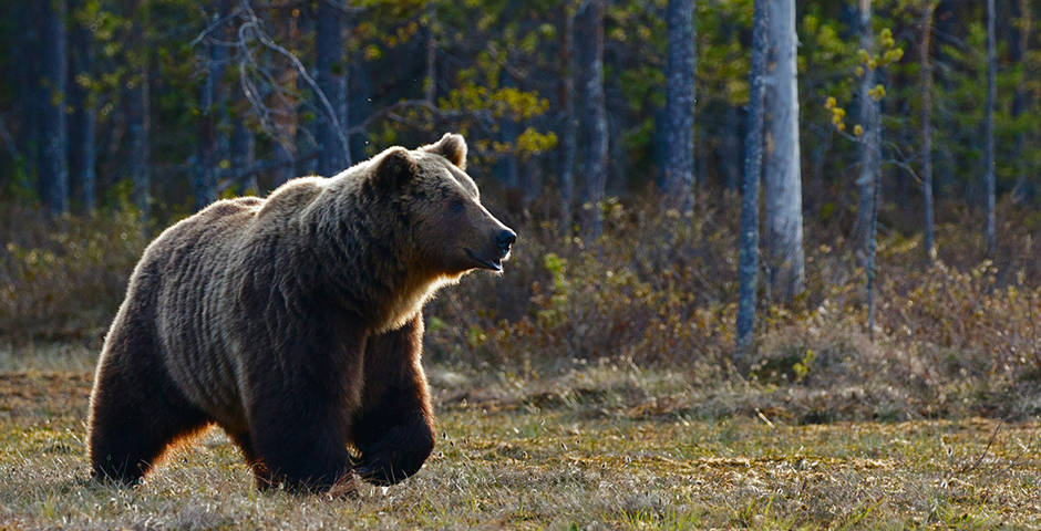 В Заполярье готовятся к раннему выходу медведей из спячки