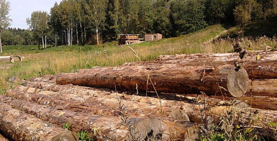 К 2024 году в Вологодской области объем лесовосстановления дойдет до 100%