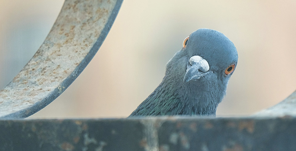 Картина недели: 13 — 20 марта