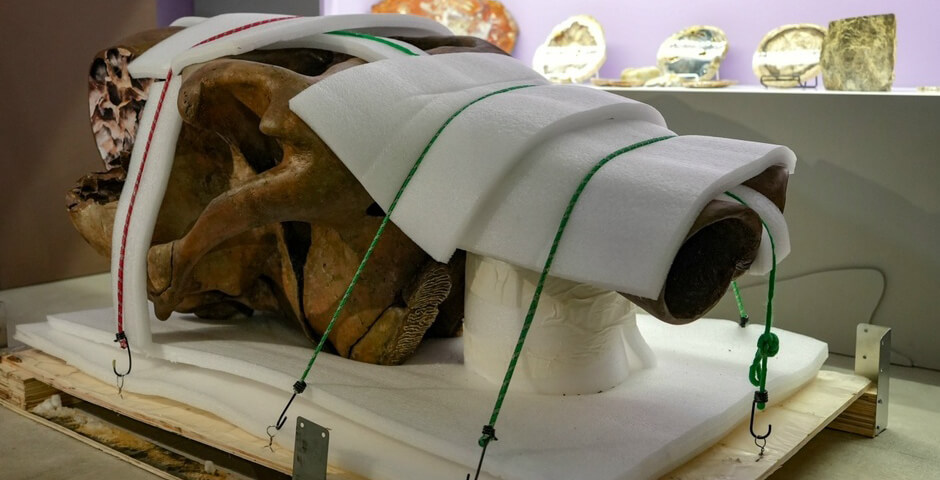 В Салехард привезли скелет мамонта, жившего около 45 тысяч лет назад