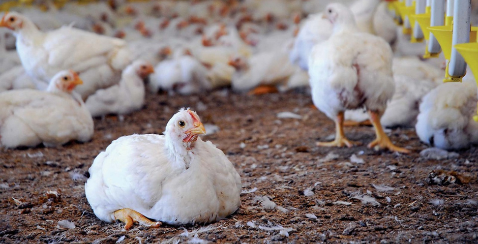 В Сбербанке прокомментировали решение суда по миллиардному иску к птицефабрике «Синявинская»