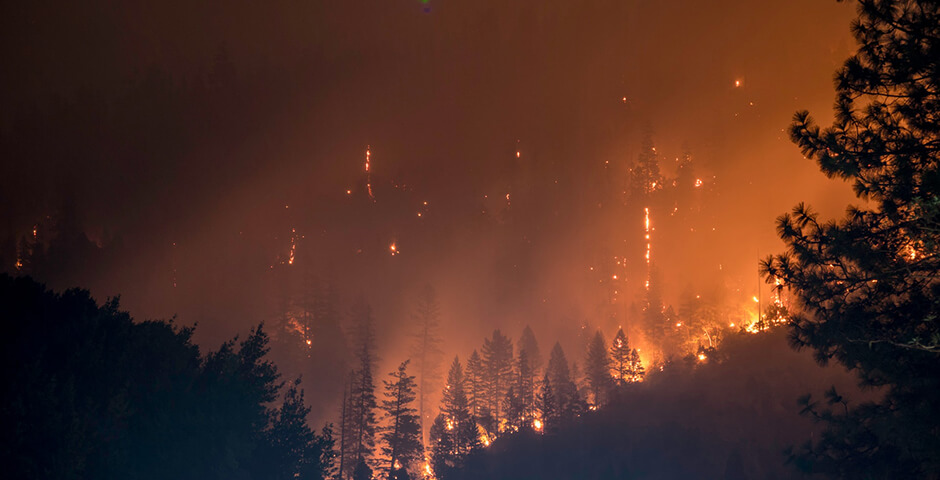 Рослесхоз: регионы начали активнее тушить лесные пожары