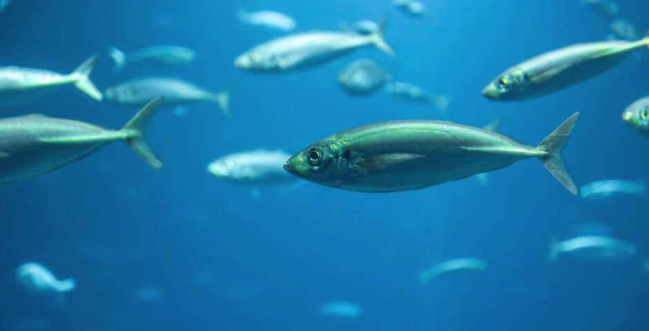 Эксперты: выручка рыбохозяйственного комплекса РФ впервые превысила 1 триллион рублей