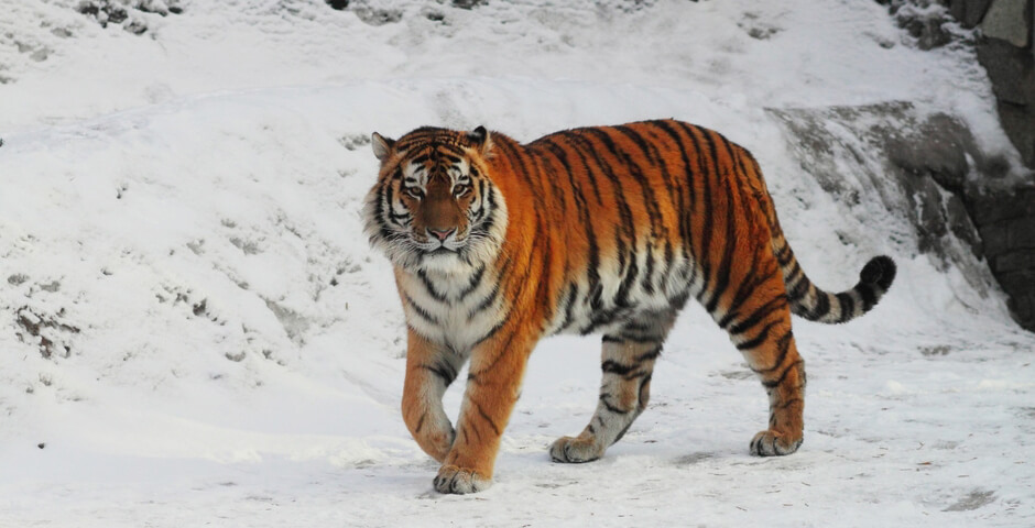 В Ленинградском зоопарке сообщили о смерти амурского тигра Амадея