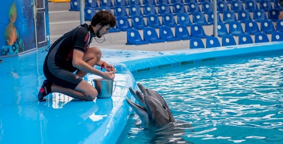 Через год на севере Петербурга может появиться дельфинарий
