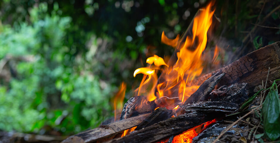 В лесах Ленобласти закрыт пожароопасный сезон