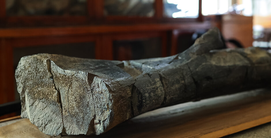 Ученые из Петербурга изучили кости динозавров и сделали важное открытие