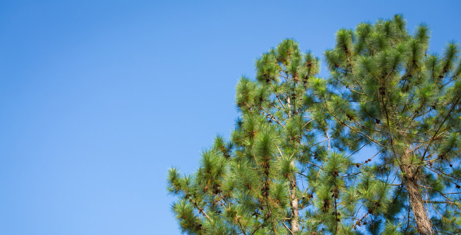 Ленобласть направит на Донбасс сеянцы хвойных деревьев