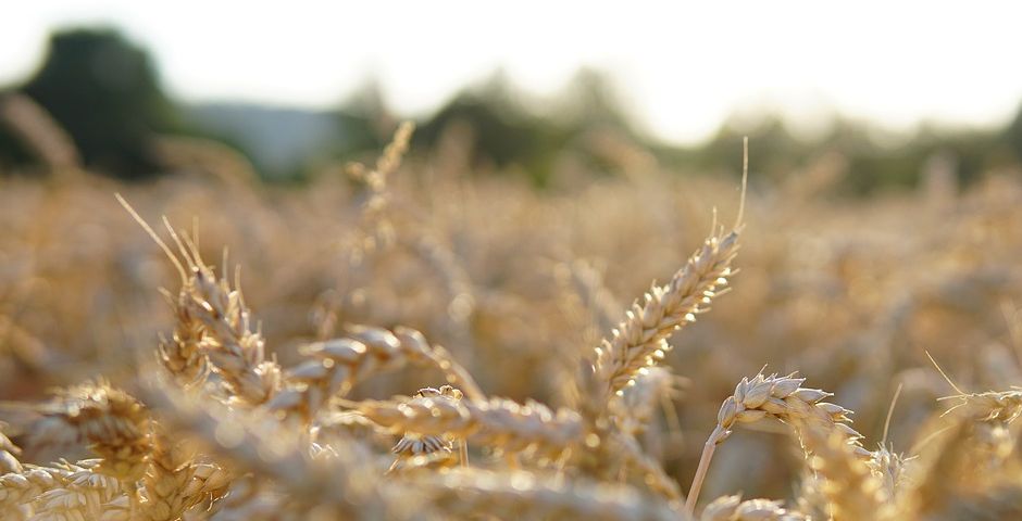 Коронавирус уронил мировые цены на зерно