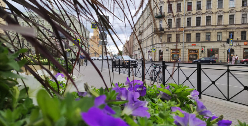 Петербург к Международному экономическому форуму украсят новыми цветочными композициями