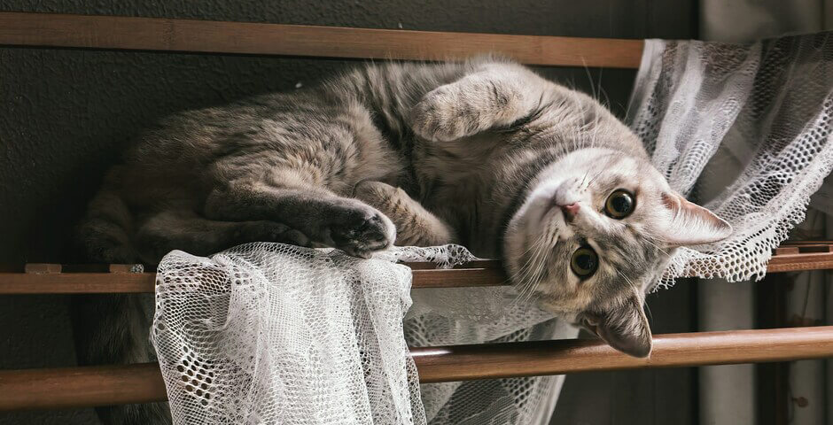 Госдума РФ рассмотрит законопроект о создании реестра домашних животных