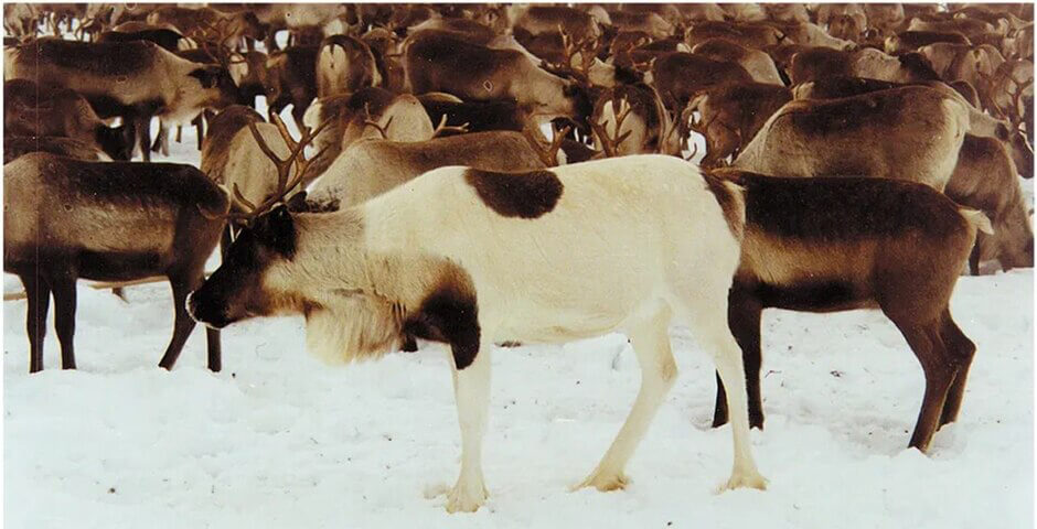 Российские ученые обнаружили вымирающую породу северных оленей