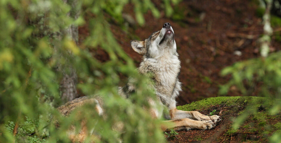 Эксперт прокомментировала заявление о «русских волках в финских лесах»