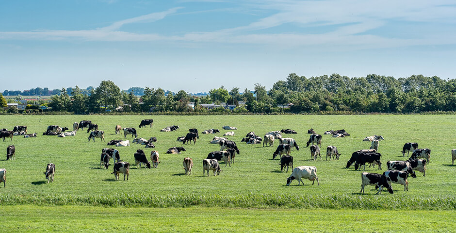 В Карелии 90 миллиона рублей пойдет на развитие сельского хозяйства