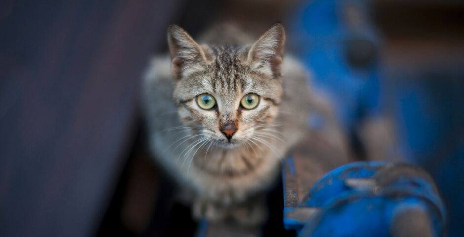 Шесть миллионов рублей потратят на дворовых кошек Петербурга