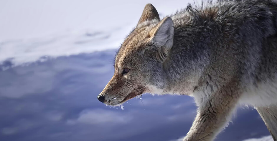 В Карелии волки стали чаще терроризировать местных жителей