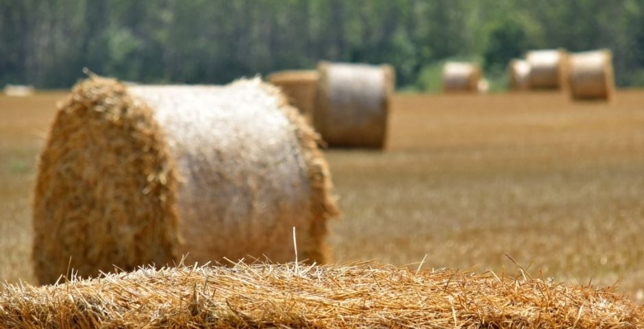 В Псковской обрасти подскочила производительность сельского хозяйства