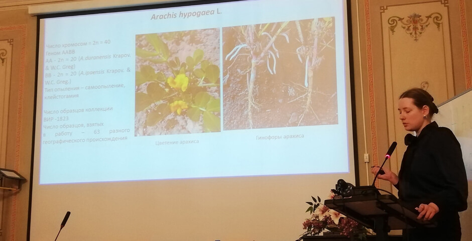 Петербургские ученые создали 2 новых сорта арахиса