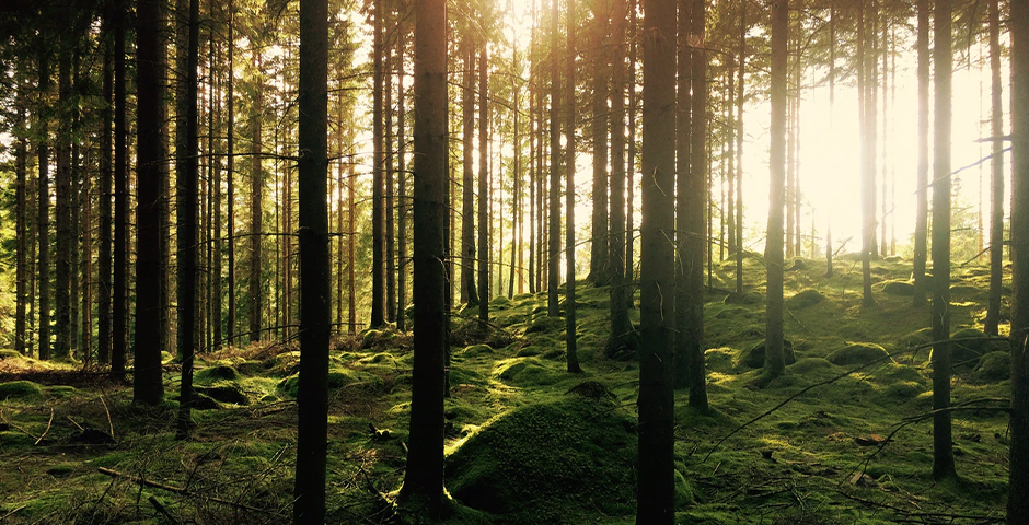 Соломенский лесозавод в Карелии получил финансирование под новый проект