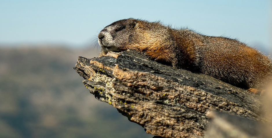 Картина недели: 30 января — 6 февраля