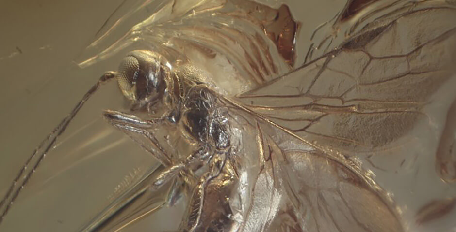 В балтийском янтаре нашли насекомых, которые жили 40 миллионов лет назад