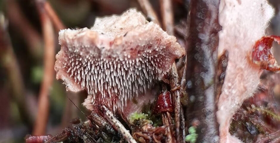 В Мурманской области впервые обнаружили редкий несъедобный гриб