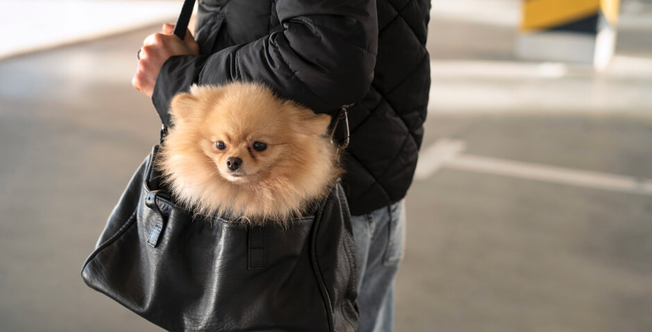 Беглов изменил правила содержания и выгула собак в Петербурге