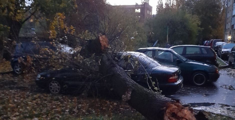 Штормовой ветер побил машины и повалил деревья в Калининграде