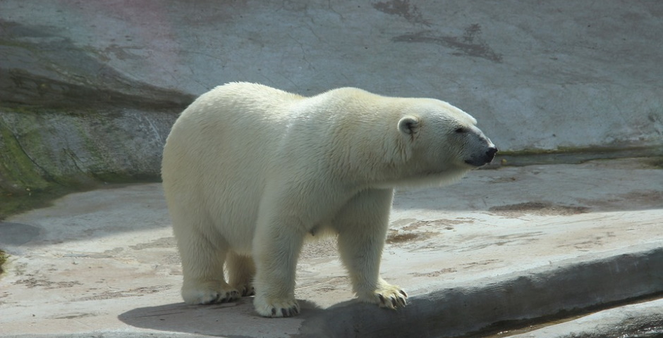 Белые медведи стали чаще приходить в поселки НАО