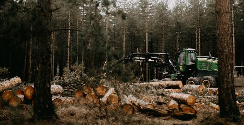 Путин поручил продлить меры поддержки организациям лесной промышленности