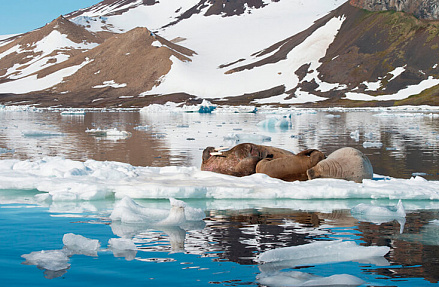 Конференция по адаптации к изменению климата в Арктике состоится 7-8 июля в Санкт-Петербурге