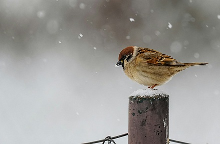 Картина недели: 20 — 27 февраля