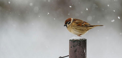 Картина недели: 20 — 27 февраля