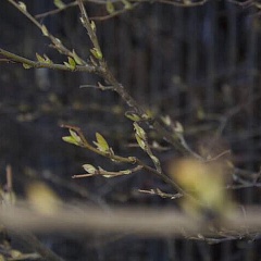 Картина недели: 27 марта — 3 апреля