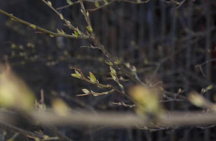 Картина недели: 27 марта — 3 апреля