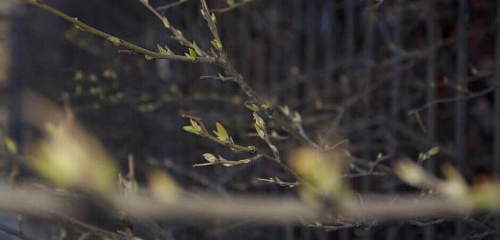 Картина недели: 27 марта — 3 апреля