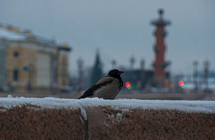 Картина недели: 24 октября — 1 ноября