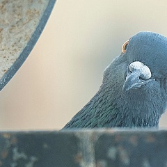 Картина недели: 13 — 20 марта